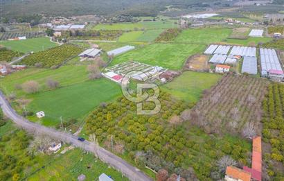 Seferihisar Düzce’de Azmak koyuna yakın Satılık Arazi 8377 m