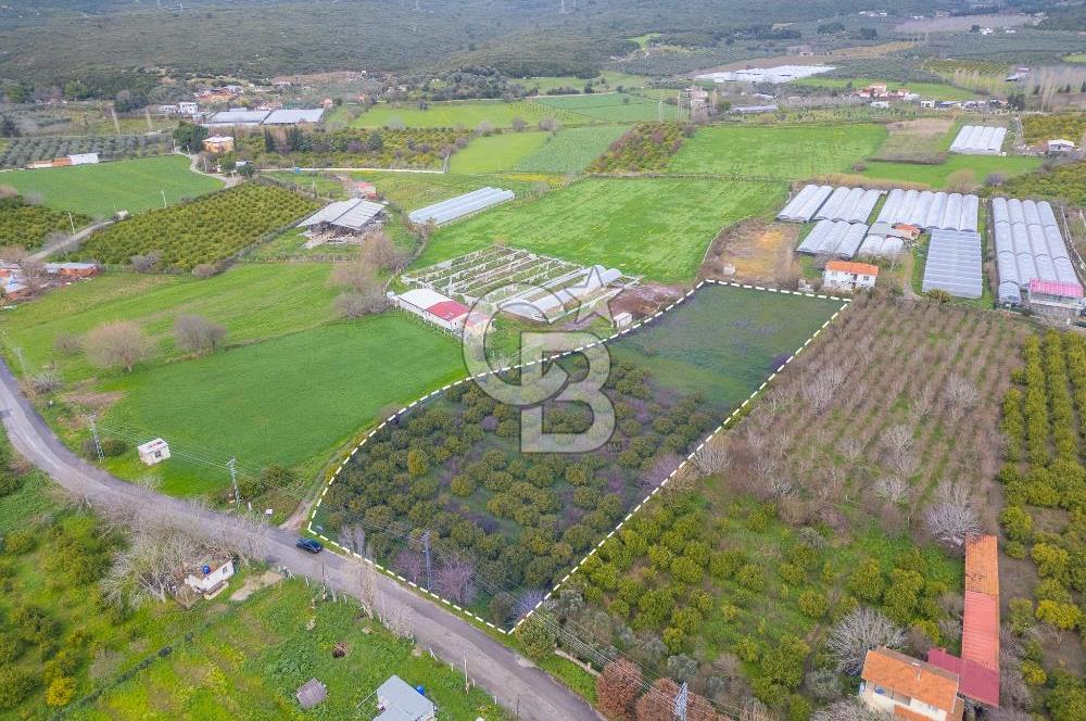 Seferihisar Düzce’de Azmak koyuna yakın Satılık Arazi 8377 m