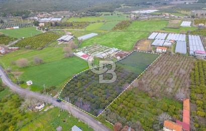 Seferihisar Düzce’de Azmak koyuna yakın Satılık Arazi 8377 m