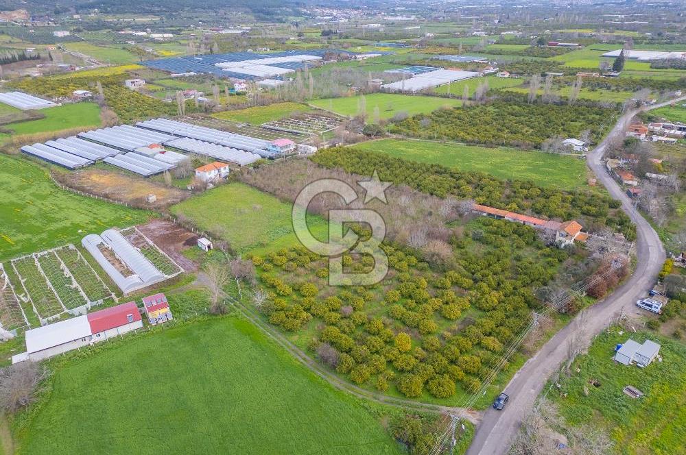 Seferihisar Düzce’de Azmak koyuna yakın Satılık Arazi 8377 m