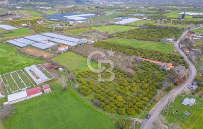 Seferihisar Düzce’de Azmak koyuna yakın Satılık Arazi 8377 m