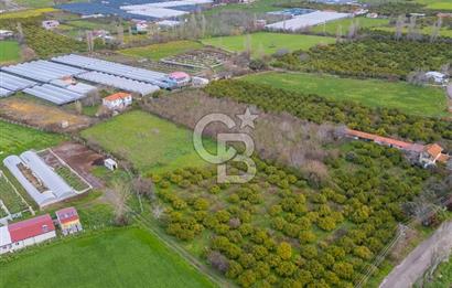 Seferihisar Düzce’de Azmak koyuna yakın Satılık Arazi 8377 m