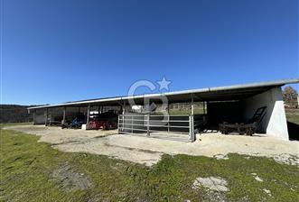 MANİSA DEMİRCİ'DE BÜYÜK ÖLÇEKLİ DAMIZLIK KOYUN-KEÇİ ÇİFTLİĞİ - 1 - 336156