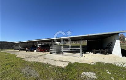 MANİSA DEMİRCİ'DE BÜYÜK ÖLÇEKLİ DAMIZLIK KOYUN-KEÇİ ÇİFTLİĞİ