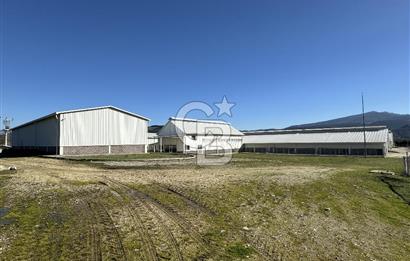 MANİSA DEMİRCİ'DE BÜYÜK ÖLÇEKLİ DAMIZLIK KOYUN-KEÇİ ÇİFTLİĞİ