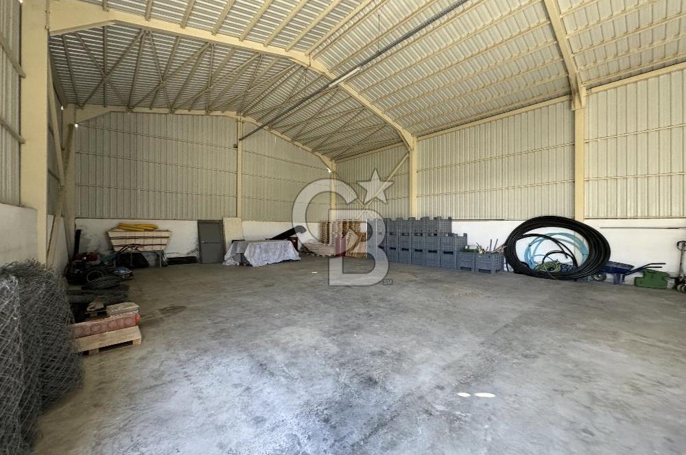 MANİSA DEMİRCİ'DE BÜYÜK ÖLÇEKLİ DAMIZLIK KOYUN-KEÇİ ÇİFTLİĞİ