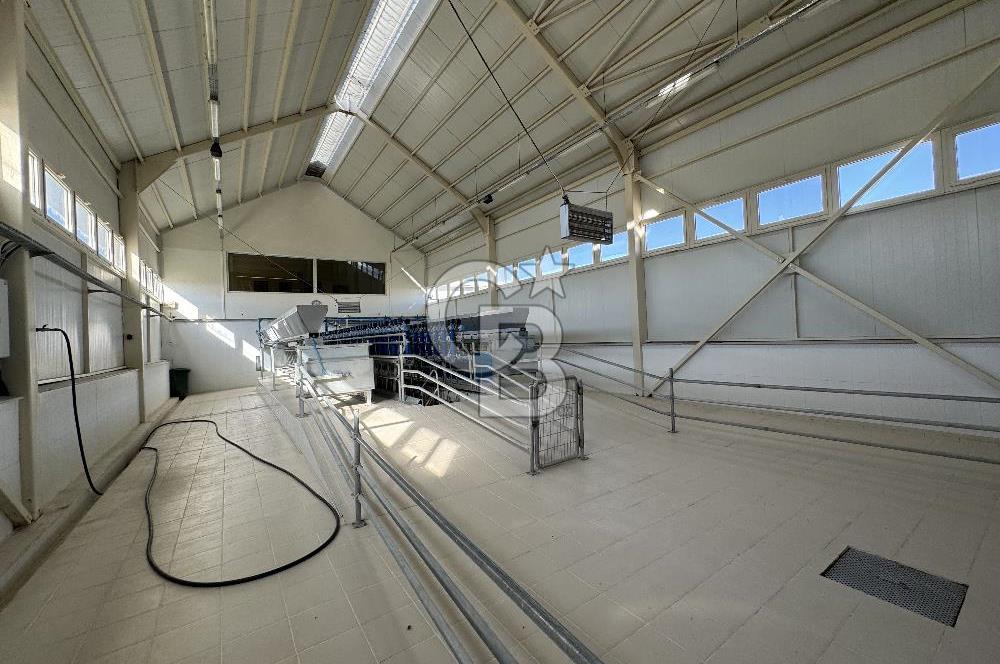 MANİSA DEMİRCİ'DE BÜYÜK ÖLÇEKLİ DAMIZLIK KOYUN-KEÇİ ÇİFTLİĞİ