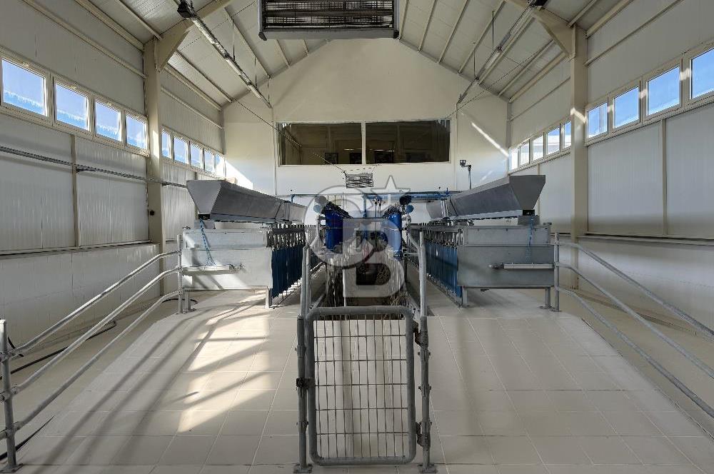 MANİSA DEMİRCİ'DE BÜYÜK ÖLÇEKLİ DAMIZLIK KOYUN-KEÇİ ÇİFTLİĞİ