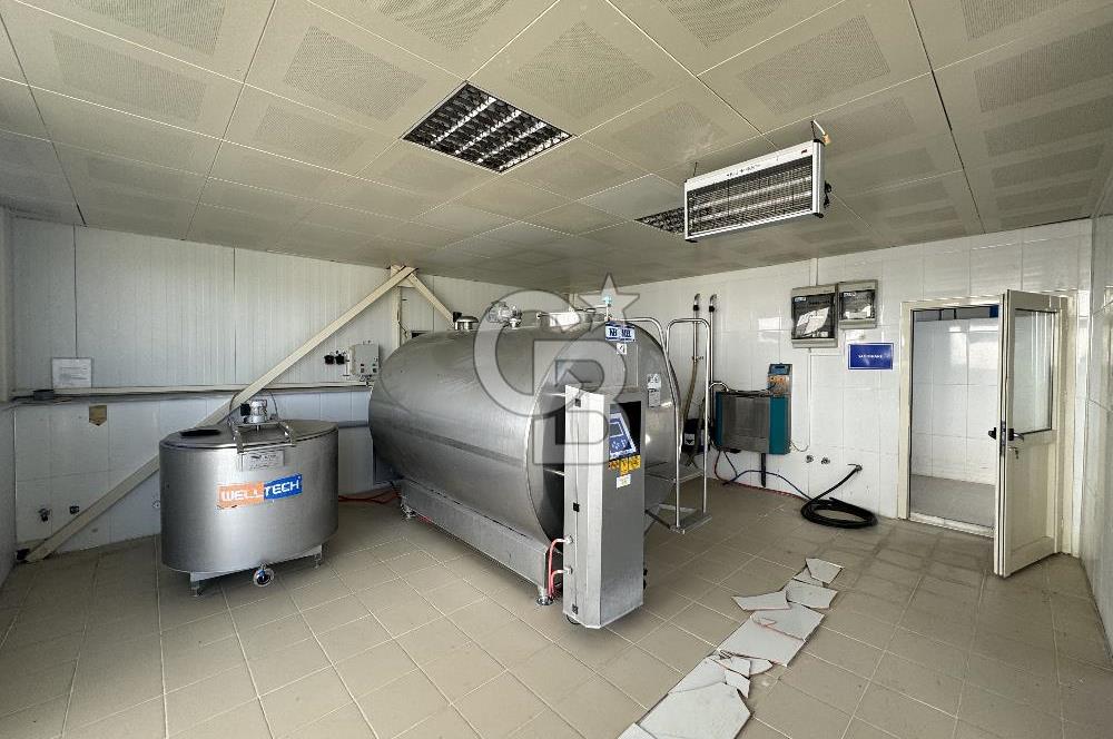 MANİSA DEMİRCİ'DE BÜYÜK ÖLÇEKLİ DAMIZLIK KOYUN-KEÇİ ÇİFTLİĞİ