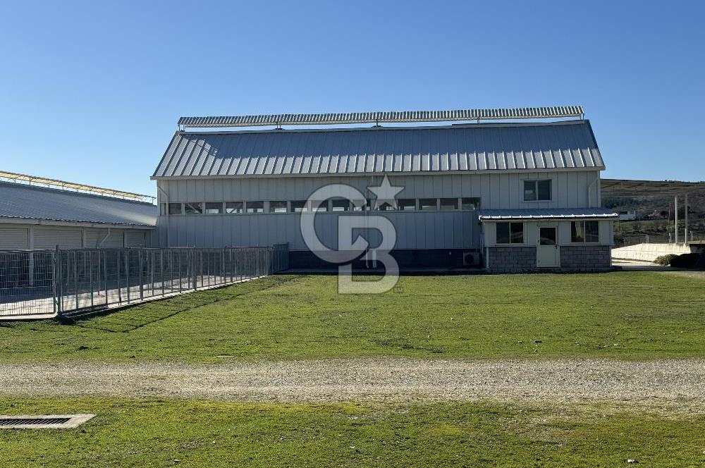 MANİSA DEMİRCİ'DE BÜYÜK ÖLÇEKLİ DAMIZLIK KOYUN-KEÇİ ÇİFTLİĞİ