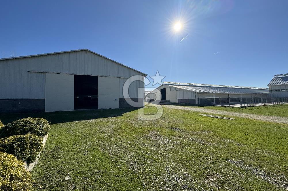 MANİSA DEMİRCİ'DE BÜYÜK ÖLÇEKLİ DAMIZLIK KOYUN-KEÇİ ÇİFTLİĞİ