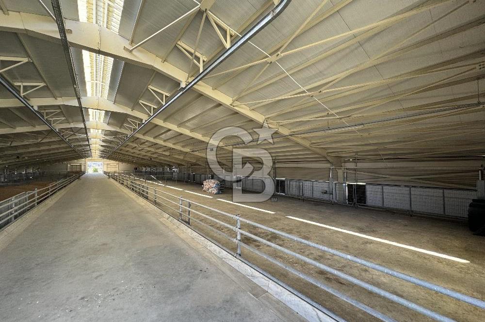 MANİSA DEMİRCİ'DE BÜYÜK ÖLÇEKLİ DAMIZLIK KOYUN-KEÇİ ÇİFTLİĞİ