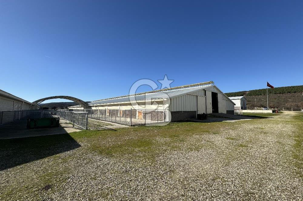 MANİSA DEMİRCİ'DE BÜYÜK ÖLÇEKLİ DAMIZLIK KOYUN-KEÇİ ÇİFTLİĞİ