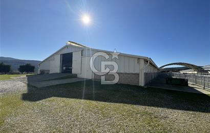 MANİSA DEMİRCİ'DE BÜYÜK ÖLÇEKLİ DAMIZLIK KOYUN-KEÇİ ÇİFTLİĞİ