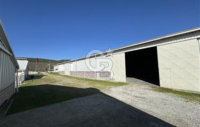 MANİSA DEMİRCİ'DE BÜYÜK ÖLÇEKLİ DAMIZLIK KOYUN-KEÇİ ÇİFTLİĞİ