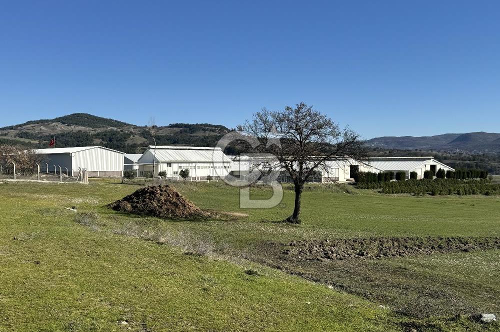 MANİSA DEMİRCİ'DE BÜYÜK ÖLÇEKLİ DAMIZLIK KOYUN-KEÇİ ÇİFTLİĞİ