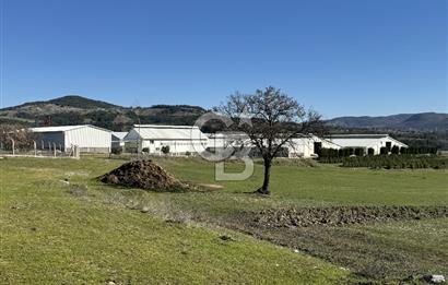 MANİSA DEMİRCİ'DE BÜYÜK ÖLÇEKLİ DAMIZLIK KOYUN-KEÇİ ÇİFTLİĞİ