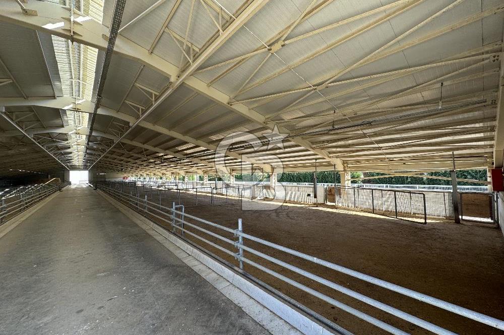 MANİSA DEMİRCİ'DE BÜYÜK ÖLÇEKLİ DAMIZLIK KOYUN-KEÇİ ÇİFTLİĞİ