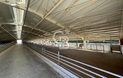 MANİSA DEMİRCİ'DE BÜYÜK ÖLÇEKLİ DAMIZLIK KOYUN-KEÇİ ÇİFTLİĞİ