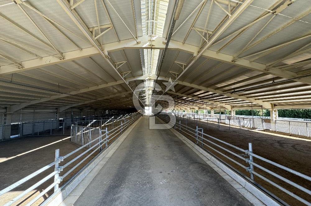 MANİSA DEMİRCİ'DE BÜYÜK ÖLÇEKLİ DAMIZLIK KOYUN-KEÇİ ÇİFTLİĞİ