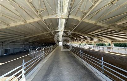 MANİSA DEMİRCİ'DE BÜYÜK ÖLÇEKLİ DAMIZLIK KOYUN-KEÇİ ÇİFTLİĞİ