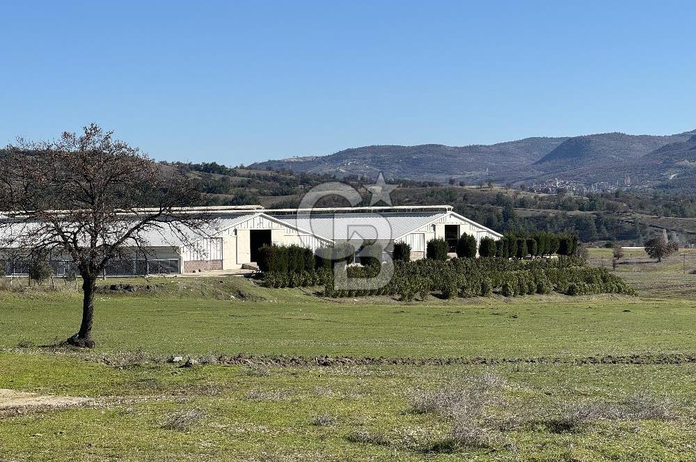 MANİSA DEMİRCİ'DE BÜYÜK ÖLÇEKLİ DAMIZLIK KOYUN-KEÇİ ÇİFTLİĞİ