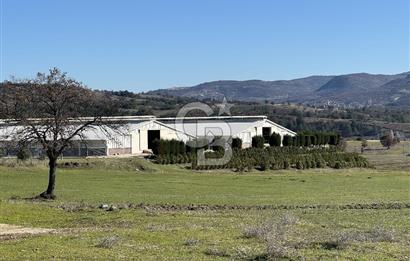 MANİSA DEMİRCİ'DE BÜYÜK ÖLÇEKLİ DAMIZLIK KOYUN-KEÇİ ÇİFTLİĞİ