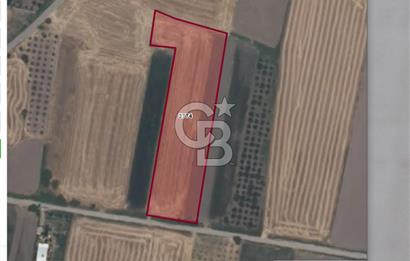 İZMİR MENEMEN TÜRKELLİDE 5200 M2 SATILIK TARLA