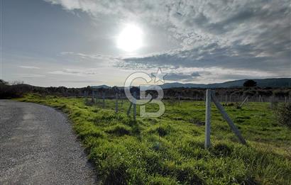 Dikili Demirtaş’ta Sahile Yakın, Özel Konumlu, Kaçırılmayacak Parsel