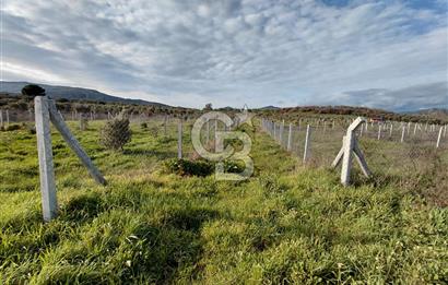 Dikili Demirtaş’ta Sahile Yakın, Özel Konumlu, Kaçırılmayacak Parsel
