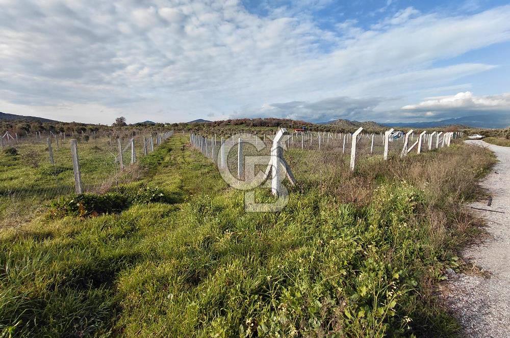 Dikili Demirtaş’ta Sahile Yakın, Özel Konumlu, Kaçırılmayacak Parsel