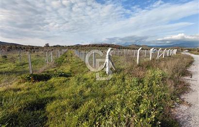 Dikili Demirtaş’ta Sahile Yakın, Özel Konumlu, Kaçırılmayacak Parsel
