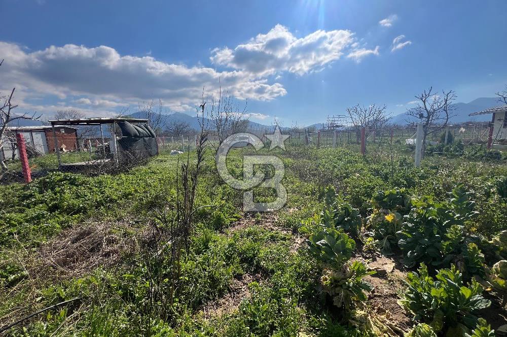  Kemalpaşa Çataltepe Mahallesi Satılık Bahçe