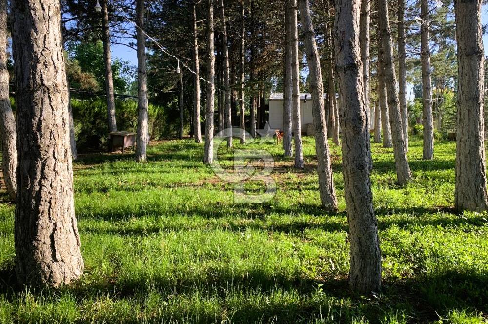 🌿 Ankara Çubuk Taşpınar’da 10.061 m² 2 Tapulu Satılık Çiftlik – Mesken, Bakıcı Evi ve Kargir Samanlık