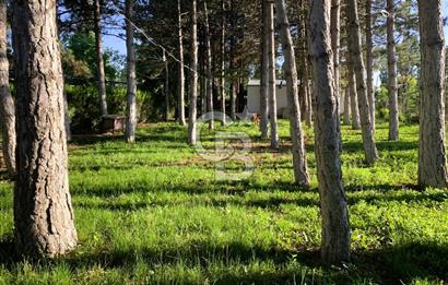 🌿 Ankara Çubuk Taşpınar’da 10.061 m² 2 Tapulu Satılık Çiftlik – Mesken, Bakıcı Evi ve Kargir Samanlık