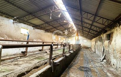 🌿 Ankara Çubuk Taşpınar’da 10.061 m² 2 Tapulu Satılık Çiftlik – Mesken, Bakıcı Evi ve Kargir Samanlık