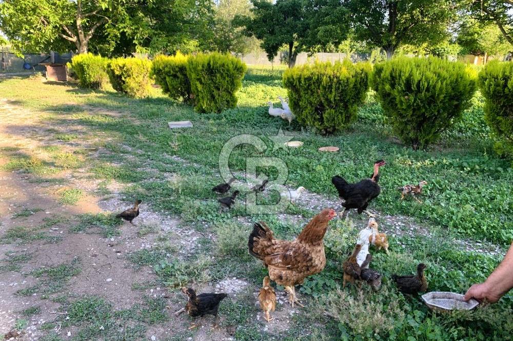 🌿 Ankara Çubuk Taşpınar’da 10.061 m² 2 Tapulu Satılık Çiftlik – Mesken, Bakıcı Evi ve Kargir Samanlık