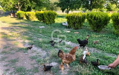 🌿 Ankara Çubuk Taşpınar’da 10.061 m² 2 Tapulu Satılık Çiftlik – Mesken, Bakıcı Evi ve Kargir Samanlık