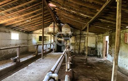 🌿 Ankara Çubuk Taşpınar’da 10.061 m² 2 Tapulu Satılık Çiftlik – Mesken, Bakıcı Evi ve Kargir Samanlık