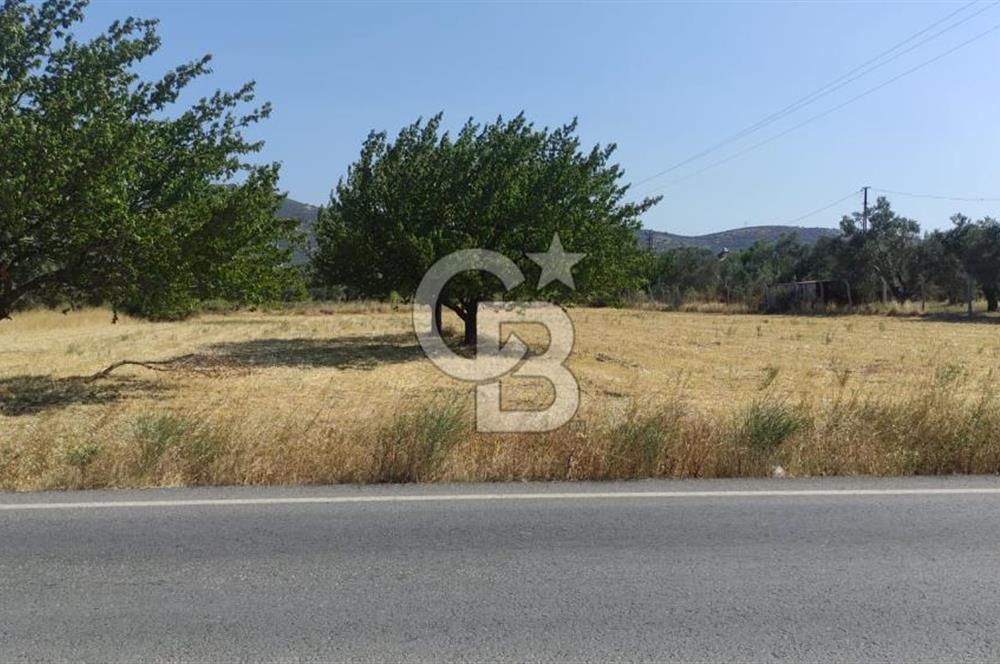 Burhaniye Börezli'de Satılık Ana Yola Cephe 4 Dönüm Tarla