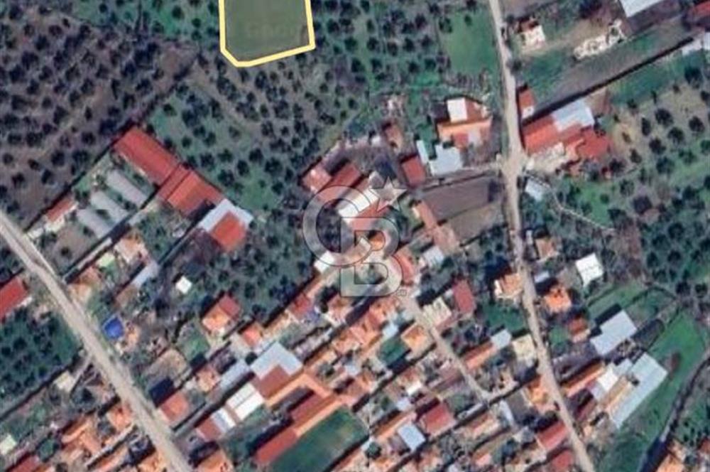 Burhaniye Börezli'de Satılık Ana Yola Cephe 4 Dönüm Tarla