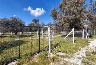 FOÇA GERENKÖY’DE ÇEVRİLİ | YOLU AÇIK | DENİZE YAKIN KONUM - 2 - 336516