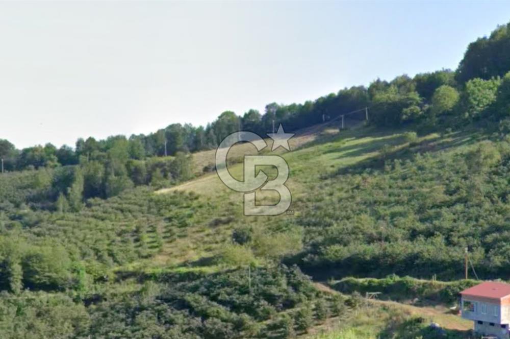 ZAFER MAHALLE'SİNDE SATILIK TARLA.