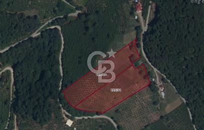 ZAFER MAHALLE'SİNDE SATILIK TARLA.