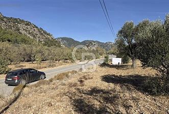 Palamutbükü Yoluna Sıfır Satılık Zey - 10 - 336525