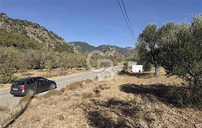 Palamutbükü Yoluna Sıfır Satılık Zey