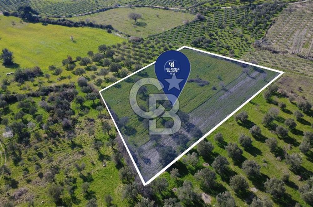 BERGAMA ÖRLEMİŞ'TE MÜSTAKİL TAPULU 8.000 m² SATILIK TARLA
