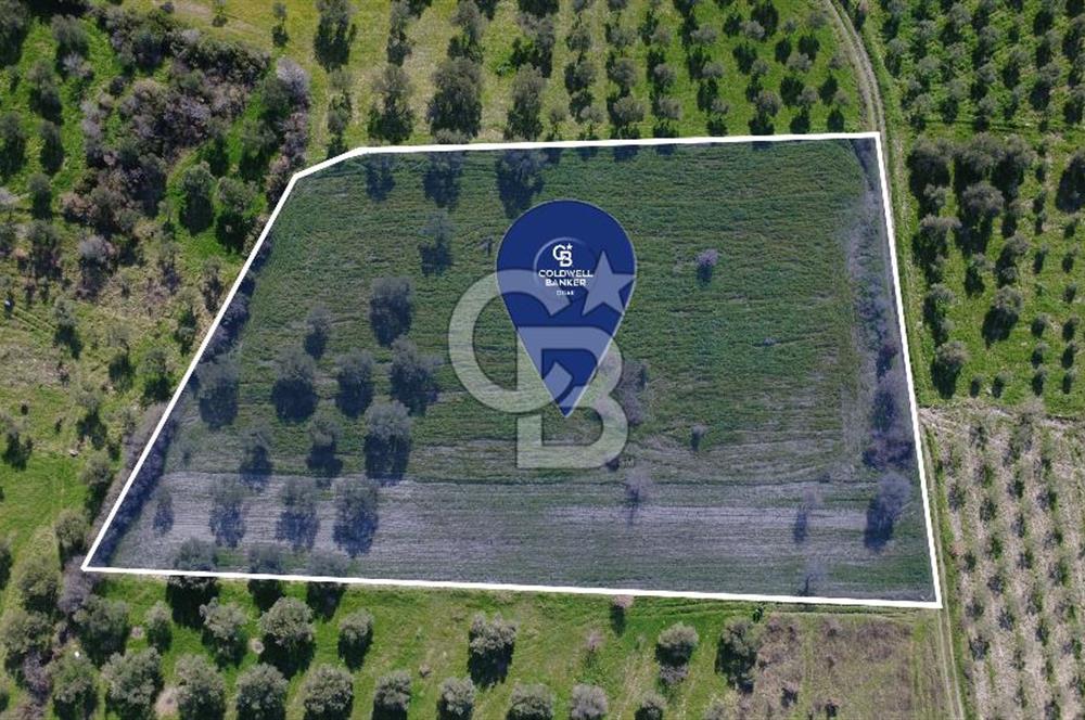 BERGAMA ÖRLEMİŞ'TE MÜSTAKİL TAPULU 8.000 m² SATILIK TARLA