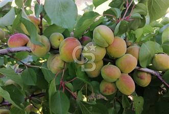 AYDIN MUĞLA YOLUNA CEPHE 36.000m² YATIRIMLIK KÖYEVİ & ZEYTİNLİK - 1 - 336581