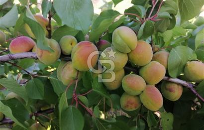 AYDIN MUĞLA YOLUNA CEPHE 36.000m² YATIRIMLIK KÖYEVİ & ZEYTİNLİK